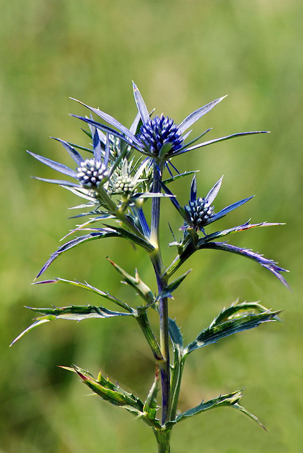 Eryngium.amethisthynum